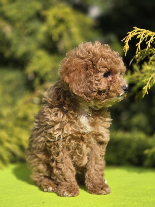 Cavapoo z certyfikatem i paszportem