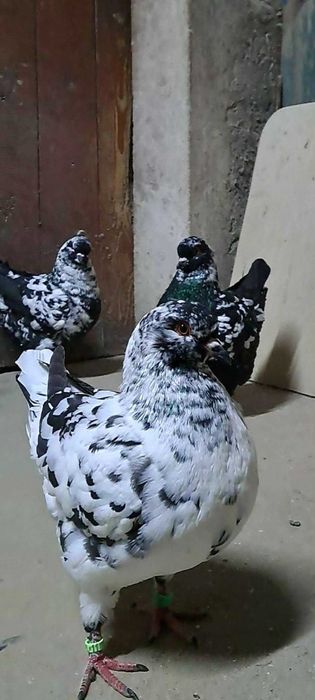 Kingi , gołębie king