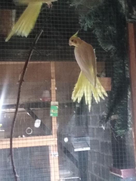 Papuga Nimfa samce samice