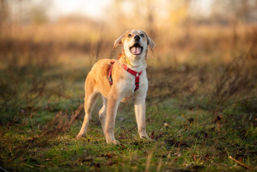 Wafel - biszkoptowy SZCZENIAK szuka domu!