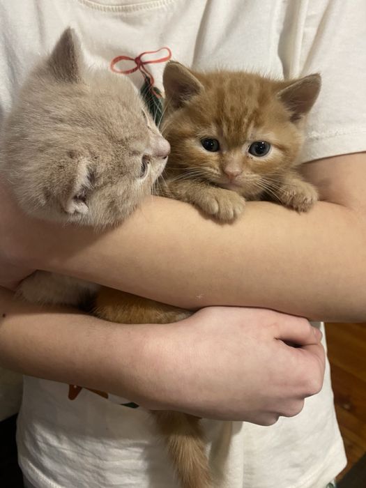 Продаються кошенята бобтейл