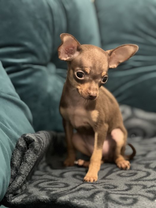 Перетримка собак