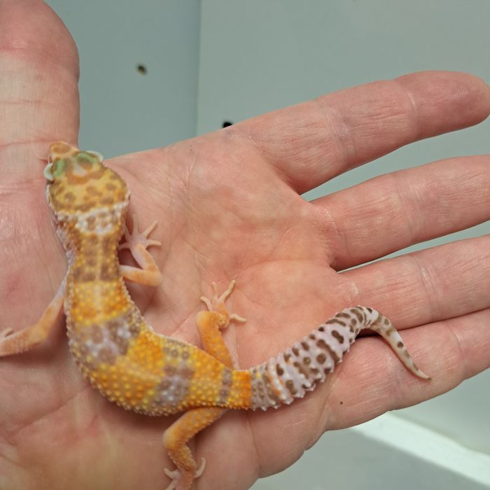 Gekon eublefar lamparci w GRUBY KOCUR Rzeszów