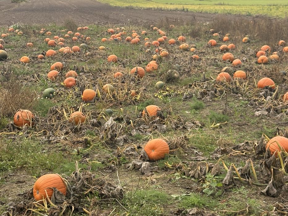 Dynia ozdobna na halloowen