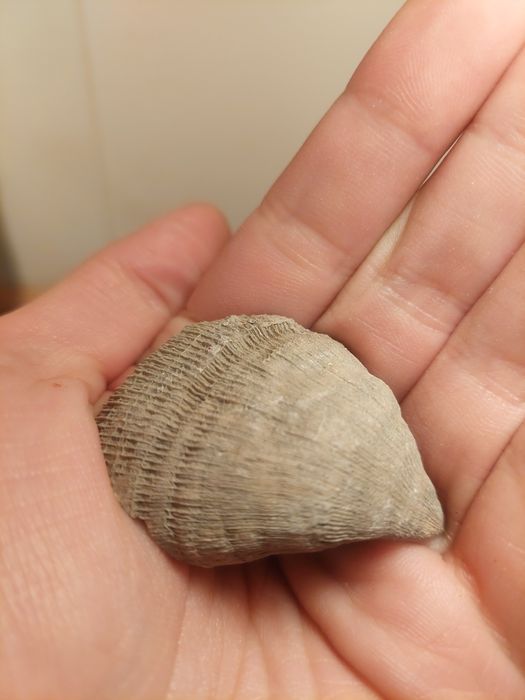 Fóssil coral solitário