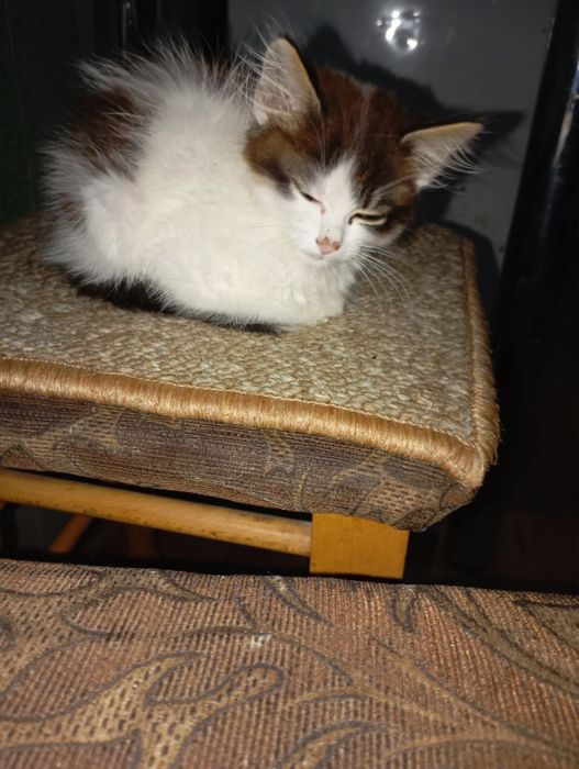 Котик в добрі руки