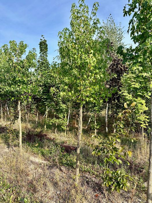 Ambrowiec amerykański Liquidambar styraciflua, obwód 16 cm +