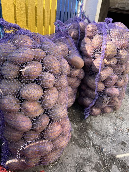 Продам картоплю