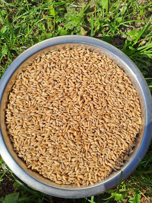 Sprzedam pszenżyto paszowe