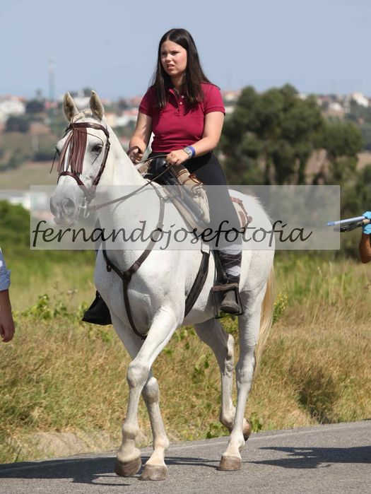 Cavalo cruzado 12 anos