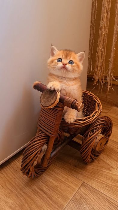 Шикарный мальчик золотая шиншилла