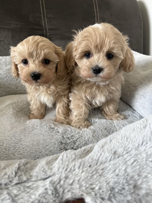 Maltipoo miniaturka piesek z rodowodem