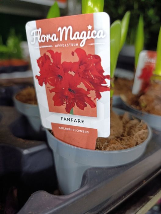 Антуріум.Гіпеаструм.