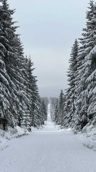 Narty biegowe Fischer RCS Skate 177 cm SNS Pilot