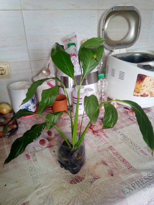 Спатифилиум / Из Италии/