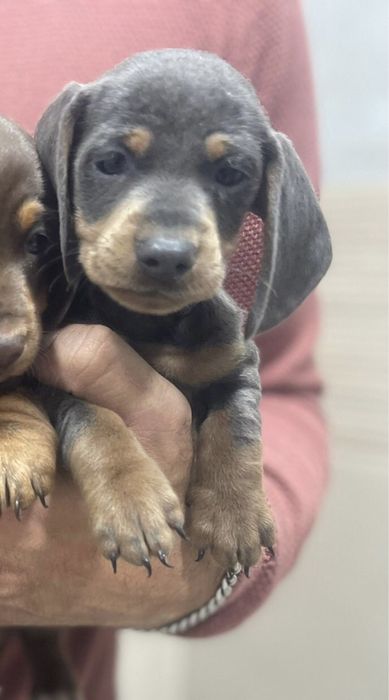 Teckel Azul Femea 2 meses