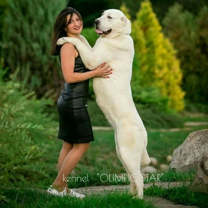 Щенки среднеазиатской овчарки, сао ,питомник алабаев