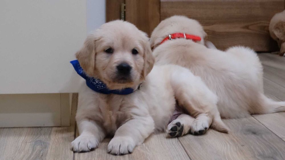 Golden retriever piękny piesek