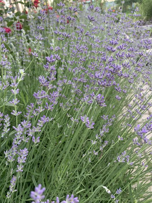 Лаванда сушені  букети