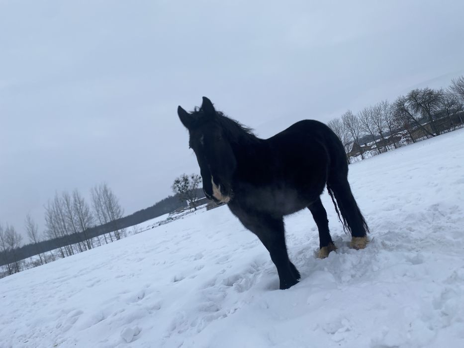 Konie, Klacz, Źrebaki