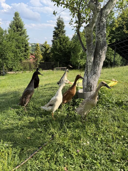 Jaja lęgowe biegus indyjski