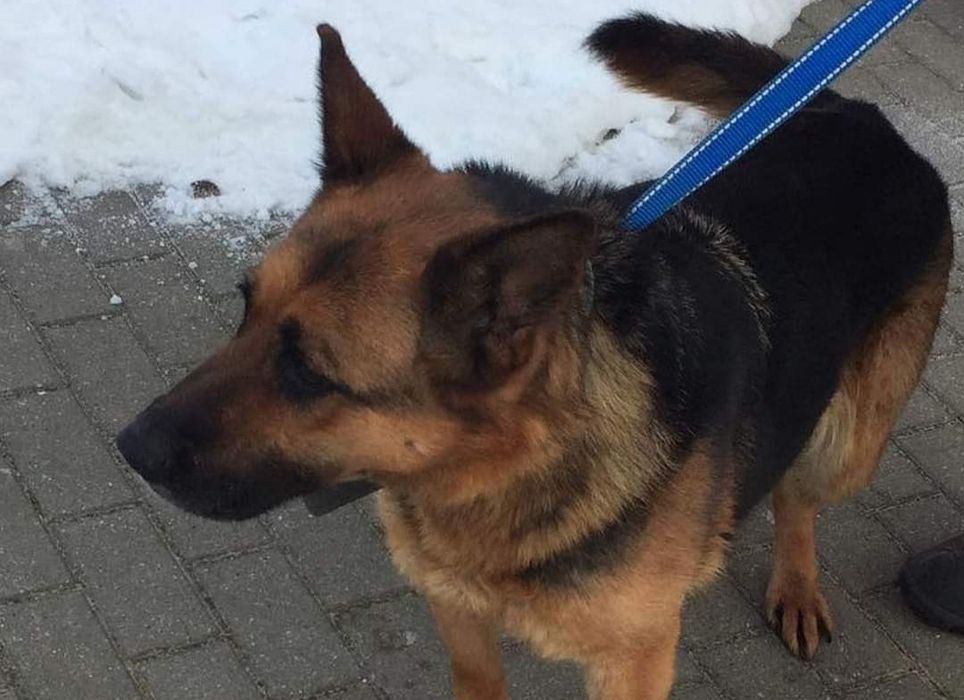 Gabi do adopcji  , sunia ma około 4 lata
