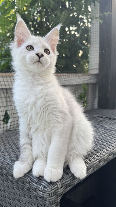 Ogromna kotka maine coon srebrna shaded