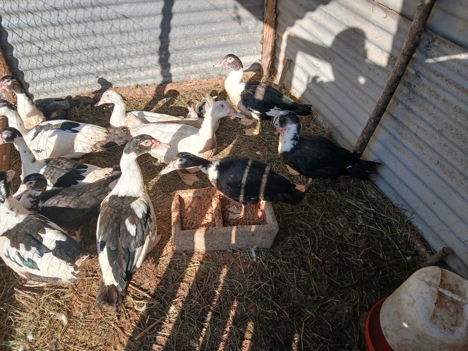 Patos Mudos raça grande