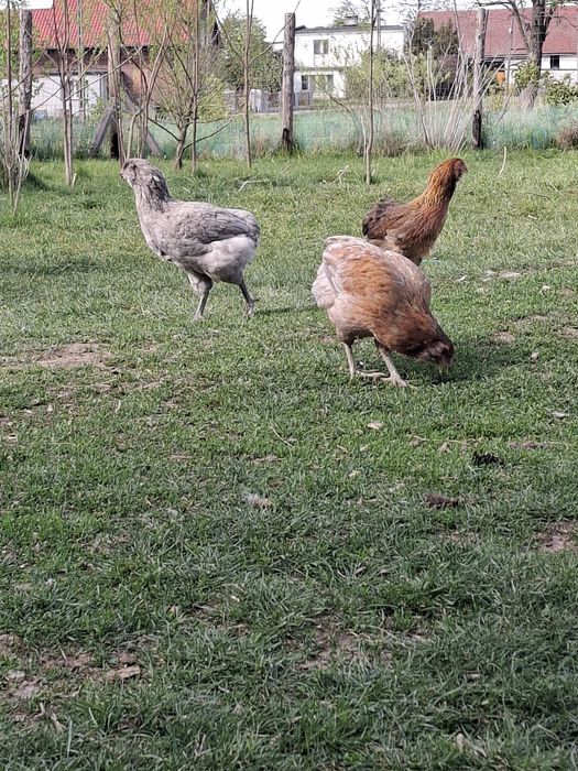 Araukana bezogonasta jaja lęgowe