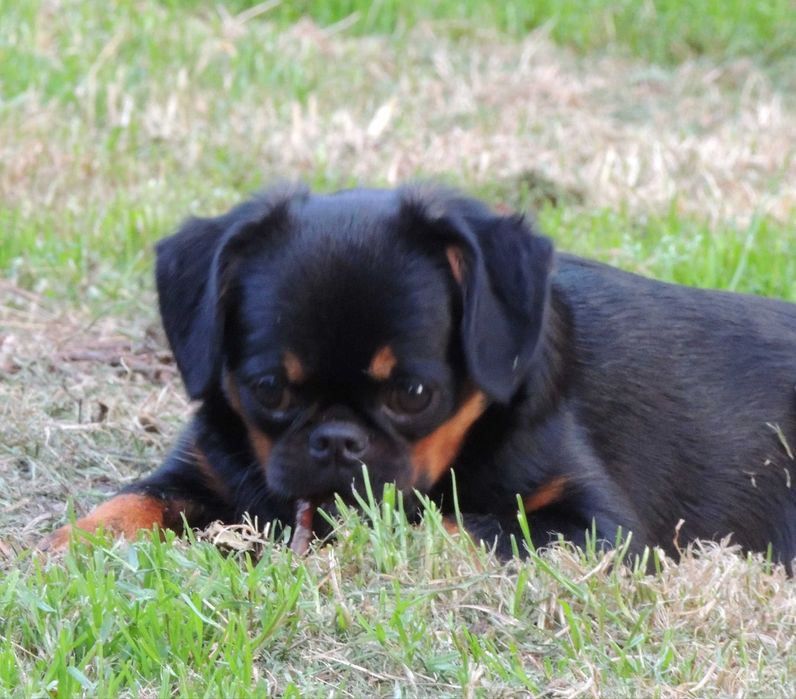 Gryfonik brabantczyk ZKwP/FCI