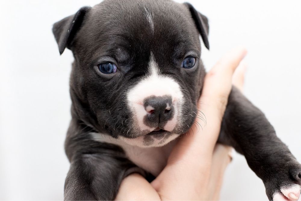 Дві чорненькі сестрички АСТ