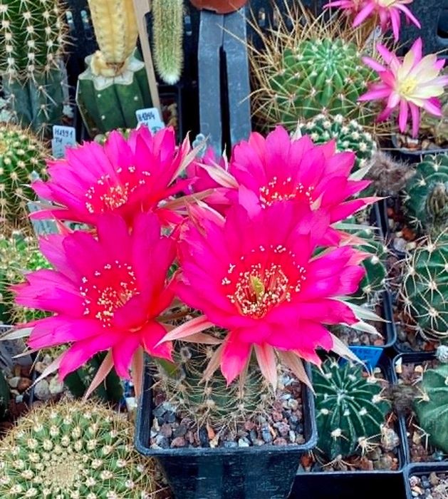 Lobivia hybryda ICA - kaktus, echinopsis
