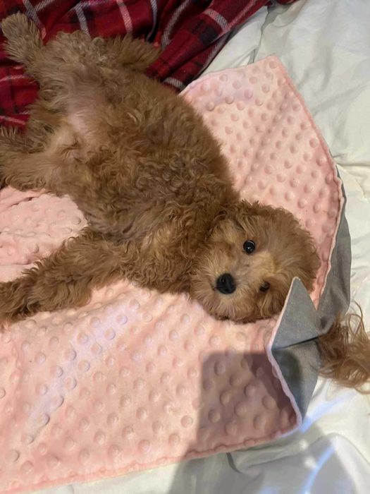 Pudel Miniaturowy Dolna Granica Płowy Red Już do odbioru!!!