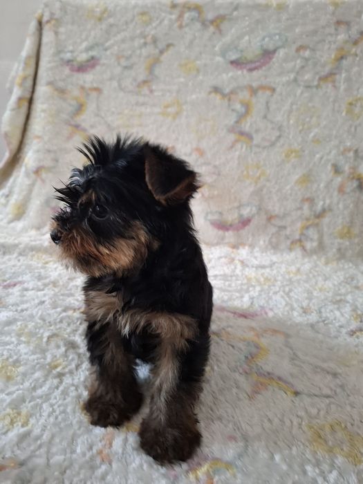 York shire terrier szczeniaczek