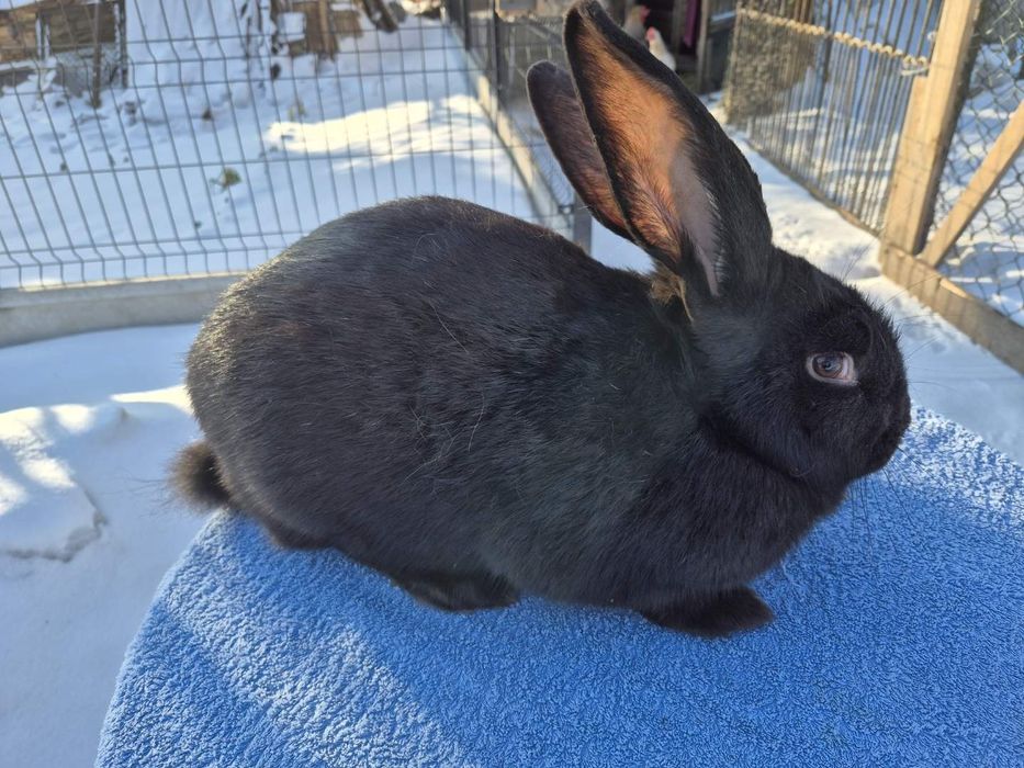 Srokacz samce króliki