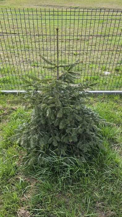 Jodła kaukaska 9 szt ok 120cm