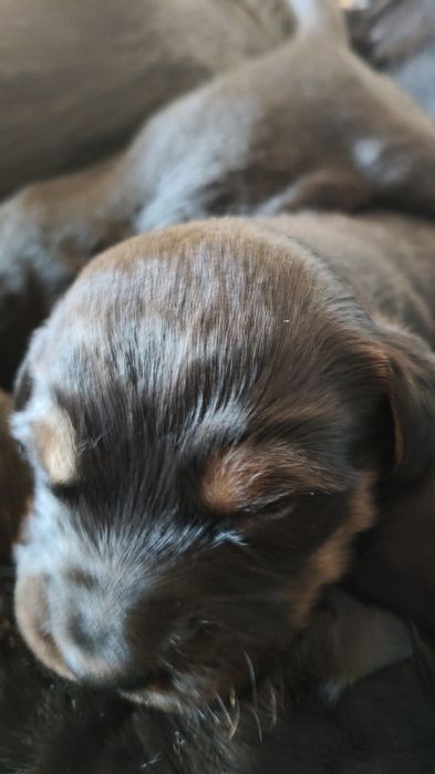 Віддаємо щенят в добрі руки