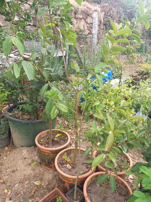 Goiaba Árvore (Psidium guajava L)