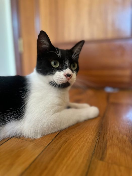 Gato jovem para adoção responsável