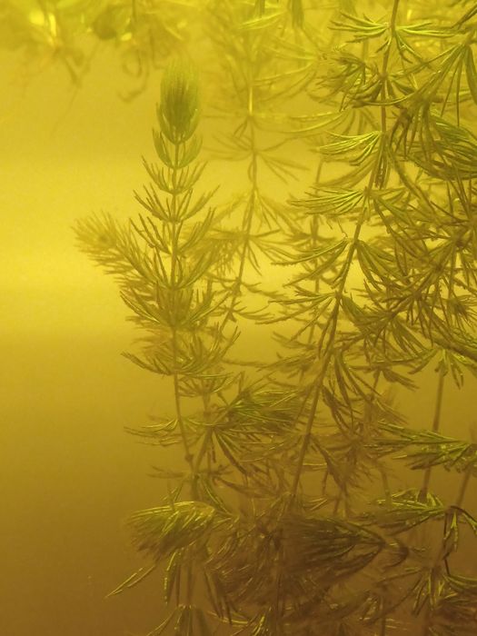 plantas aquáticas foxtail e flutuantes ornamentais