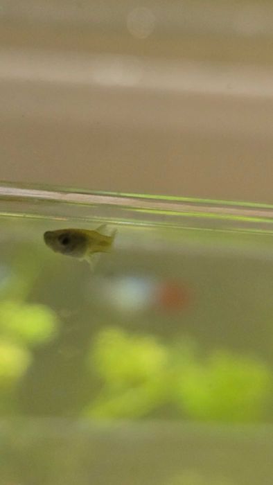 7 guppys médios e 20 guppys pequenos para venda Silves