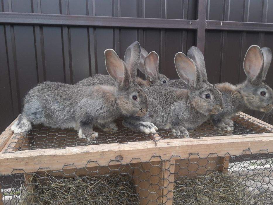 Кролі фландр різен