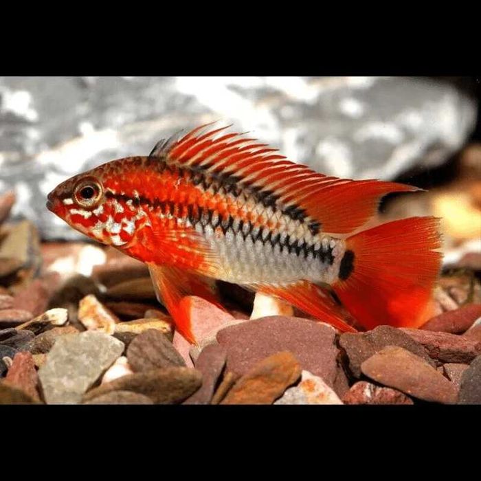 Pielęgniczka Macmasteri