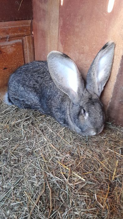 Olbrzym belgijski szary samice