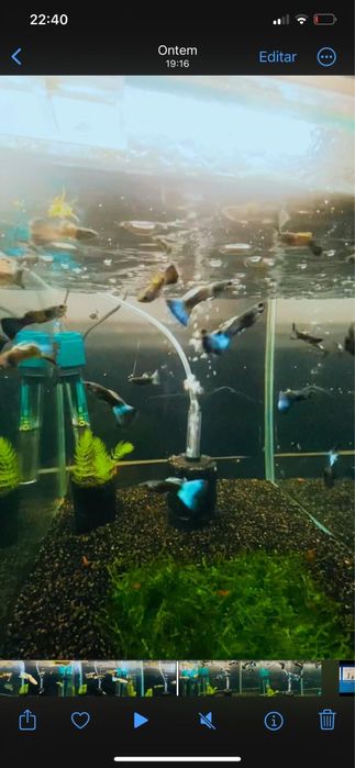 Guppys e camaroes para venda