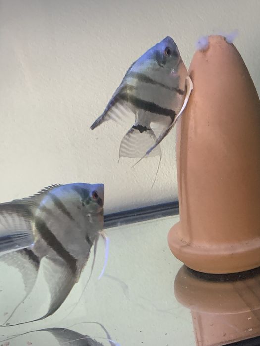 Vendo casal de escalares azuis