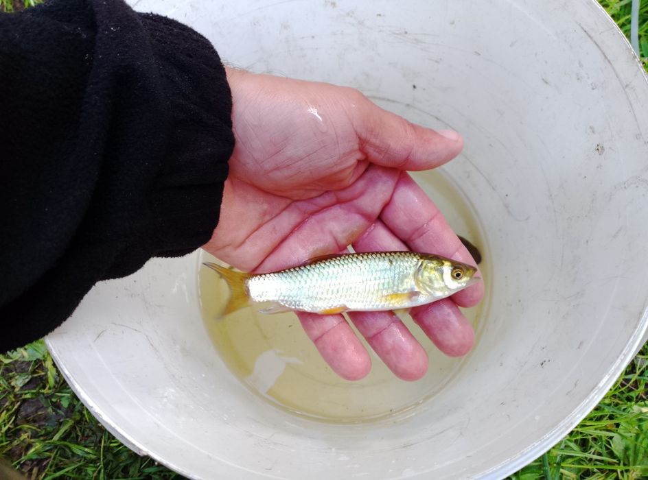 Narybek amura 10-15cm kroczek lipcówka Amur karp sazan