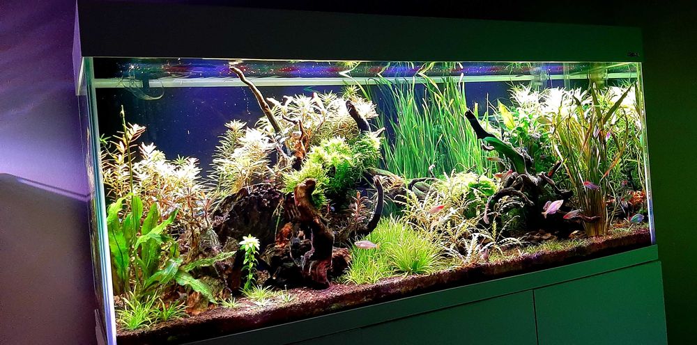 Mix Roślin Akwariowych