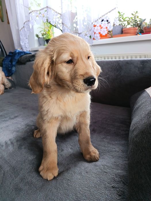 Golden Retriever szczeniak