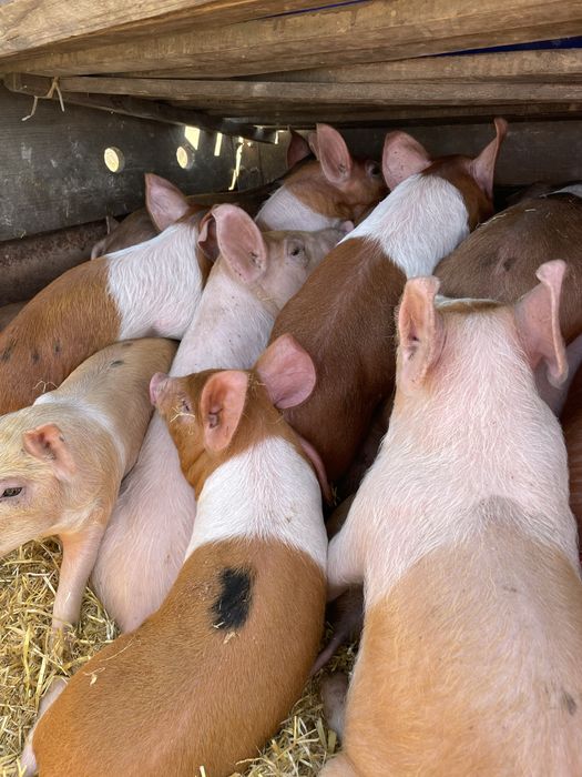 Продам поросят